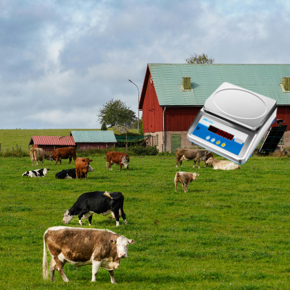 Choosing the Right Scale for Your Farm: Portable, Fixed or Both?