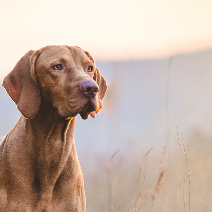 A dog staring off into the sunset